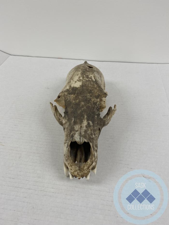 Bear skull: <i>bear was shot by John Bear in Chacachas</i>