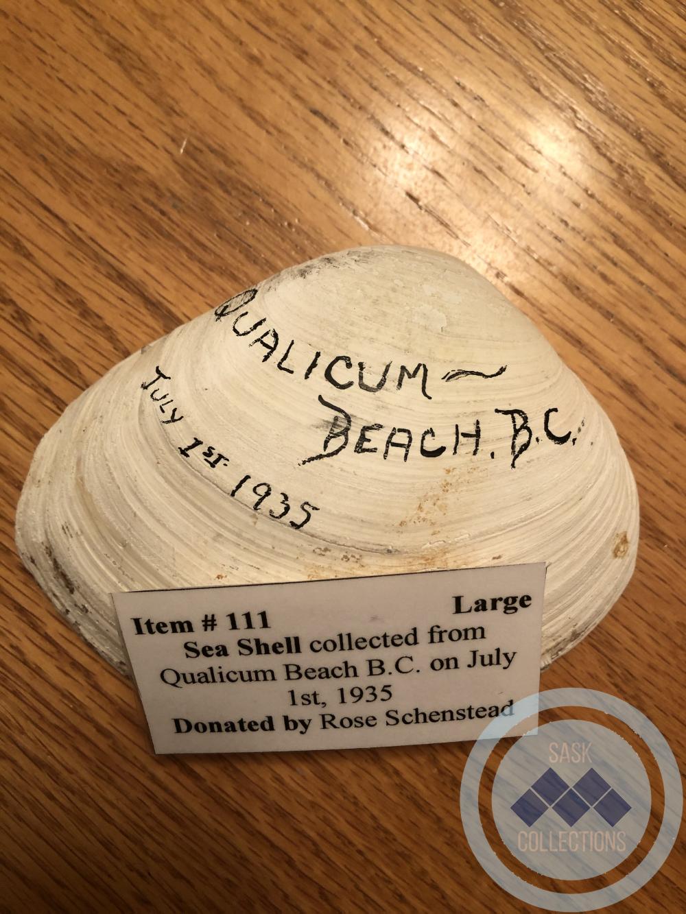 Large Sea Shell